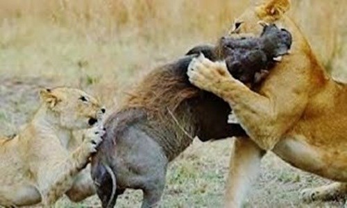 Một con lợn rừng đã bị 9 con sư tử quây giết, không ngạc nhiên khi nó trở thành mồi ngon của đàn sư tử.