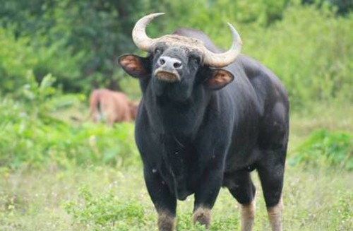 Bò tót thường xuyên sống cùng với bò nhà. Ảnh: Vườn quốc gia Phước Bình.