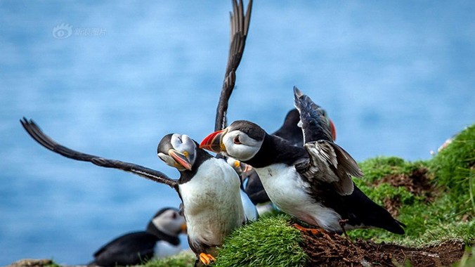 Tại đảo Lunga, Anh, một nhiếp ảnh gia chụp được những khoảnh khắc hài hước khi chim hải âu cổ rụt đực tán tỉnh bạn tình của mình.
