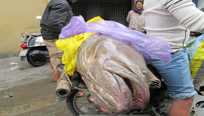 Con cá mú “khủng” nặng gần 70kg.