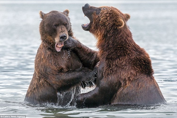 Cặp gấu nâu Kamchatka khổng lồ quyết chiến ác liệt dưới hồ nước lạnh trong khu bảo tồn thiên nhiên Kronotsky ở Nga. 