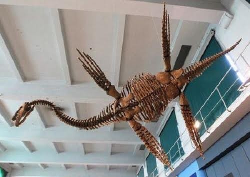 Bản sao loài Plesiosau r có tên "Tuarangisaurus Cabazai" làm từ bột nhựa tổng hợp polyurethane được ghi lại tại Bảo tàng Khoa học tự nhiên Argentina, tại thủ đô Buenos Aires vào ngày 1/7/2013. Ảnh: Reuters.