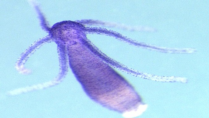 Loài thủy tức nước ngọt có tên khoa học Hydra magnipapillata. Ảnh: Tiến sĩ David Plachetzki/Đại học California.