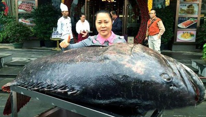 Con cá mú khổng lồ bị ngư dân Trung Quốc bắt được. 