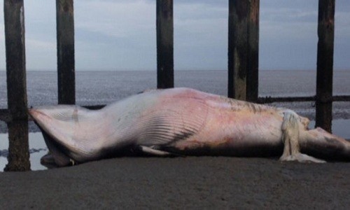 Con cá voi lưng xám dạt vào bờ biển Essex. Ảnh: MCA/Southend CRT.