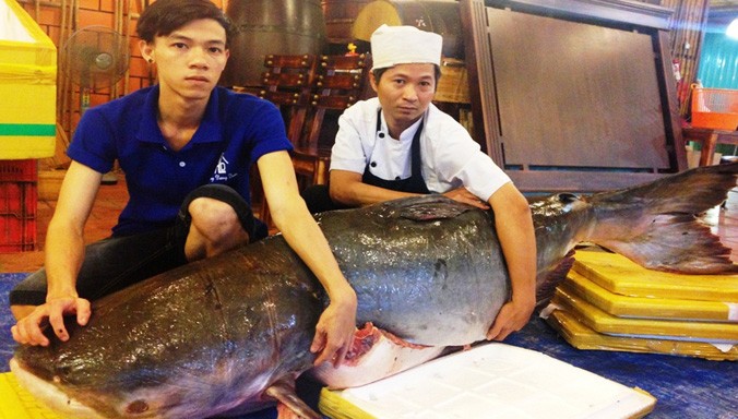 Con cá tra dầu nặng 200kg vừa được nhập vào nhà hàng ở TPHCM.