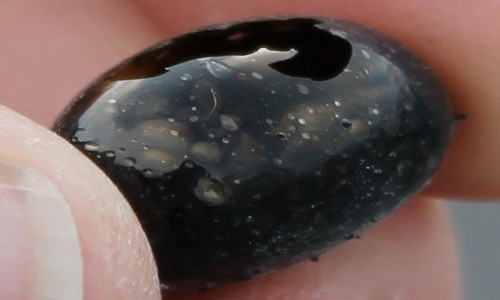 Vật thể hình trứng tìm thấy bên miệng núi lửa Kilauea. Ảnh: HVO.
