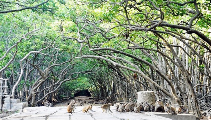 Lâm Viên “đảo khỉ” thuộc huyện Cần Giờ là một trong những địa điểm du lịch sinh thái lý tưởng.