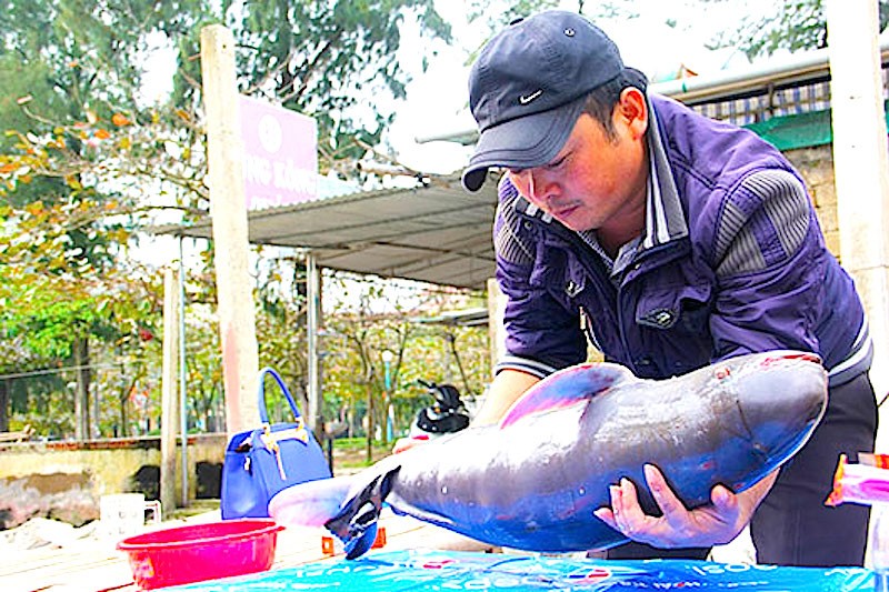 Con cá Ông được dài gần 1m, nặng 14kg chết trôi dạt vào vùng biển Cửa Lò. Ảnh: Hạnh Nhật - Cổng thông tin Cửa Lò.