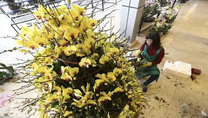 Một chậu lan hồ điệp vàng 9 tầng hoa, 300 cành có giá hơn 100 triệu đồng.