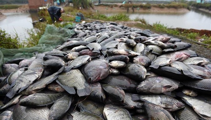 Người đàn ông đang vớt những con cá rô phi chết rét lên bờ ở Kangxiling Township, Khâm Châu, Quảng Tây,Trung Quốc, hôm 26/1.