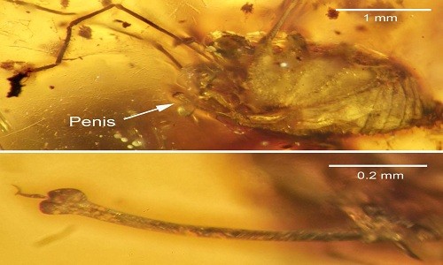 Hóa thạch của con nhện cổ đại nhô ra phía dưới cơ thể. Ảnh: Jason Dunlop.