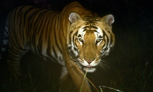 Con hổ đi xung quanh cái cây có du khách Hà Lan trong suốt 2 tiếng và chỉ rời khỏi khi có người cứu hộ xuất hiện. Ảnh: AFP.
