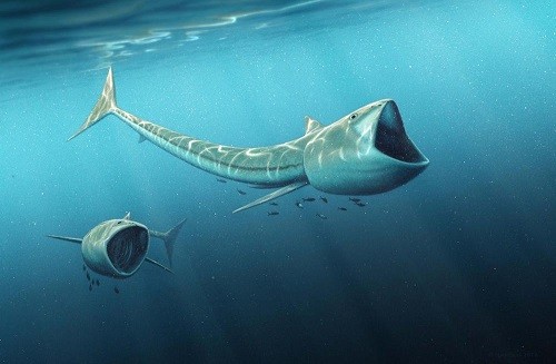Các mẫu hóa thạch của loài cá có phần đầu to lớn giúp các nhà khoa học hiểu thêm về sự phân bố của sinh vật này trong thời cổ đại. Ảnh: Robert Nicholls.