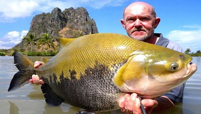 Người đàn ông đang nắm chặt con cá Tambaqui cỡ lớn. Đây là loại cùng họ với cá piranha ăn thịt. Ảnh: Jurassic Mountain Resort & Fishing Park.