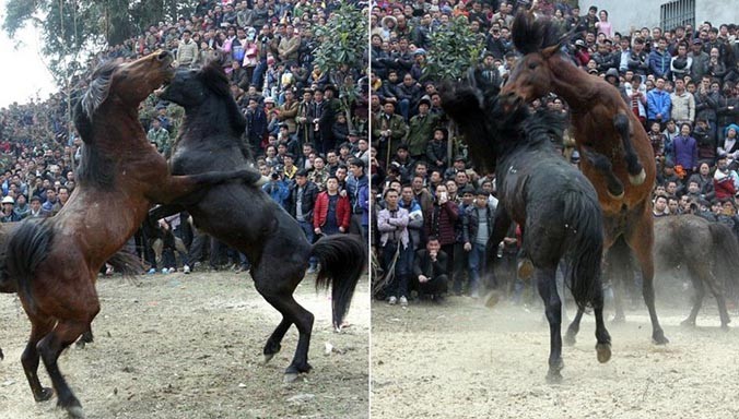 Hai con ngựa đánh nhau quyết liệt để tranh giành một con ngựa cái tại hội chọi ngựa ở tỉnh Quảng Tây, Trung Quốc.