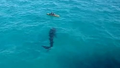 Cá mập phơi khổng lồ đến sát người chèo thuyền kayak rồi bỏ đi. Ảnh: jukinmedia.