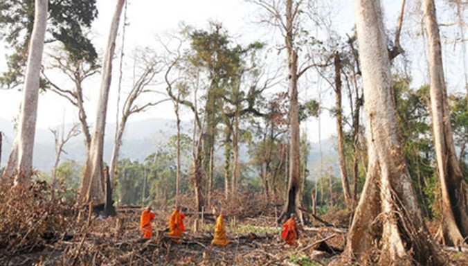 Nhiều khu rừng ở Campuchia bị chặt phá không thương tiếc.