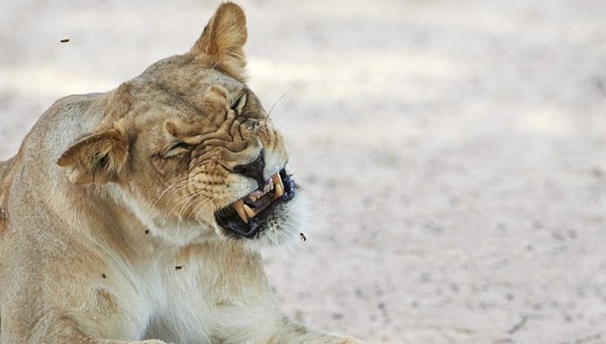 Sư tử tức điên, nhăn mặt vì bị đàn ong vo ve xung quanh khi nó đang nằm ngủ trưa trong công viên động vật hoang dã Kgalagadi, Nam Phi.