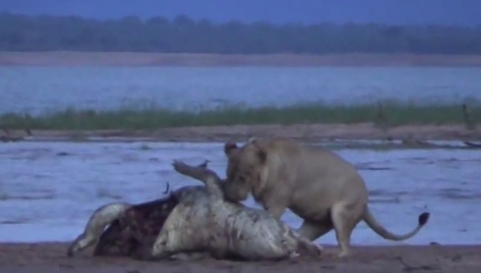 Sư tử phối hợp săn cá sấu ở Zimbabwe