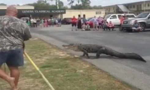 Cá sấu dài ba mét lạc vào trường học Mỹ