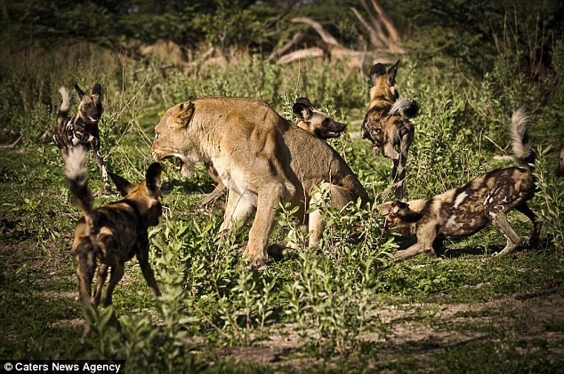 Đàn 5 con chó hoang hiếu chiến bao vây một con sư tử cái đang nằm nghỉ trên bãi cỏ. Nguồn: Daily Mail.