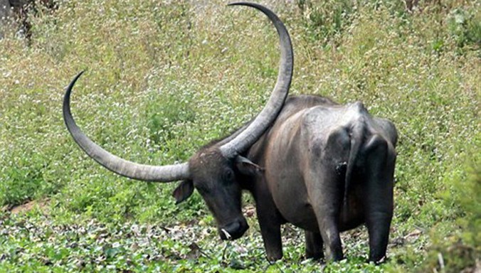 Trâu nước có cặp sừng khổng lồ trong vườn quốc gia Kaziranga ở Ấn Độ. Nguồn: Daily Mail.