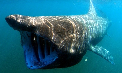 Cá mập phơi là loài động vật rất hiếm gặp. Ảnh: Grag Skomal.
