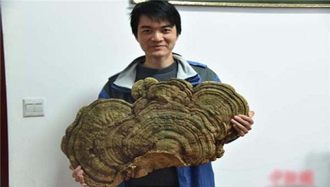 Cây linh chi trăm tuổi ở Hồ Nam, Trung Quốc. Ảnh: China News.