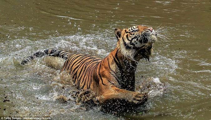 Con hổ có tên là Lano. Nguồn: Daily Mail.