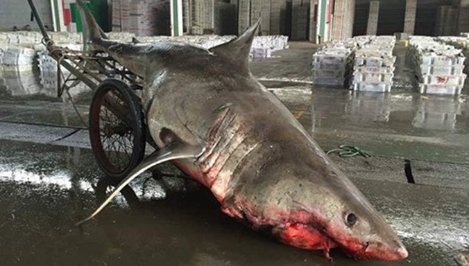 Con cá mập khổng lồ bị các ngư dân Trung Quốc bắt được.
