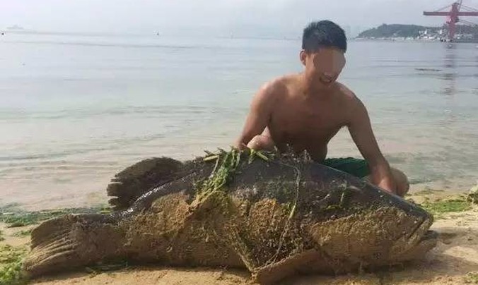 Vừa qua, ở Quảng Đông, Trung Quốc, một du khách bắt được một con cá mú khổng lồ dài gần 2m, nặng 125kg, gây xôn xao dư luận.