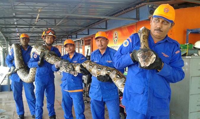 Lực lượng dân phòng Malaysia cho biết bắt được con trăn dài 8 mét. Ảnh: Guardian.