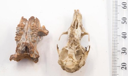 Hoá thạch xương sọ của chuột khổng lồ được tìm thấy ở Đông Timor. Ảnh: Đại học Quốc gia Australia.