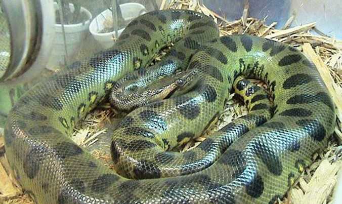 Trăn Anaconda xanh Nam Mỹ.