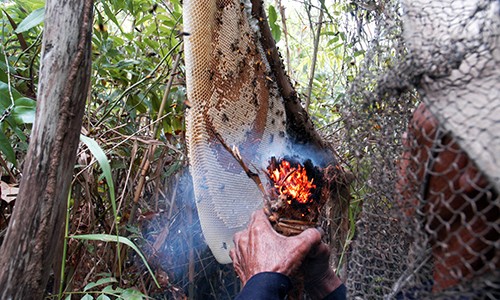 Xơ dừa được đốt lên để xua đuổi đàn ong. Ảnh: Phúc Hưng.
