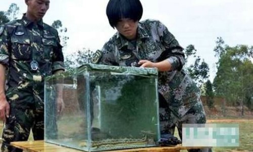 Nữ quân nhân Trung Quốc lấy súng trong hộp chứa rắn. Ảnh: Xinhua.