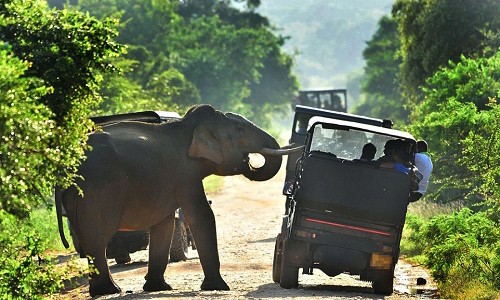 Có thể đối với người phương Tây, voi là những con vật hiền lành và dễ thương, song ở Thái Lan, Ấn Độ, hay Trung Quốc, loài vật này thường được coi là nguy hiểm qua những vụ phá hoại. Ảnh: Cater News Agency.
