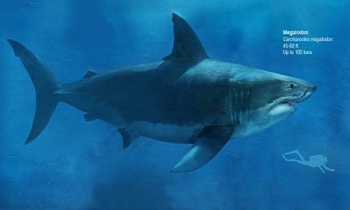 Hình minh họa kích thước đồ sộ (dài 14 - 18 m và nặng 100 tấn) của cá mập Megalodon so với con người. Ảnh: Stephen J. Godfre/ Bảo tàng biển Calvert.