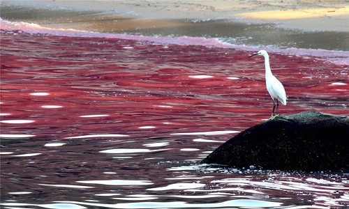 Thủy triều đỏ có thể khiến sinh vật biển chết hàng loạt do độc tố và thiếu oxy. Ảnh minh họa: CFP.