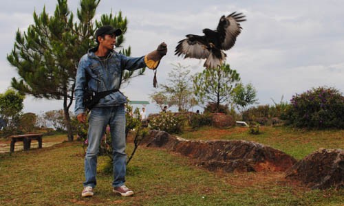 Nguyễn Văn Thái đang biểu diễn với chú chim đại bàng đã qua huấn luyện. Ảnh: Quốc Dũng.
