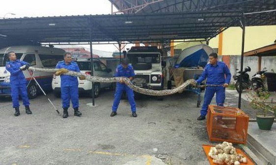 Con trăn khổng lồ bị bắt ở làng Sungai Kerang gần thị trấn Teluk Intan, bang Perak, Malaysia ngày 4/5. Ảnh: Mohd Hafizee Mohd Arop/NTS.