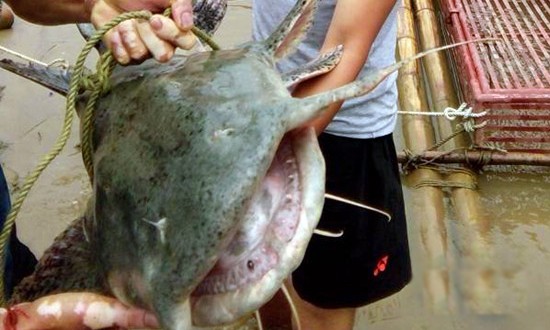 Cần thủ Nghệ An câu được cá khổng lồ, nặng 25kg