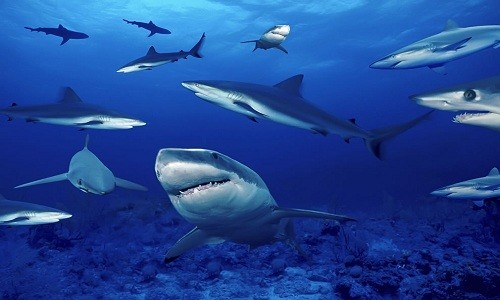 Vùng biển quanh đảo Darwin và Wolf có mật độ cá mập lên tới trên 13.000 con/km2. Ảnh minh họa: Love these pics.