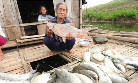 Nước sông Bưởi ô nhiễm do nhà máy xả thải khiến cá trắm nuôi lồng ở huyện Thạch Thành (Thanh Hóa) chết. Ảnh: Zing.