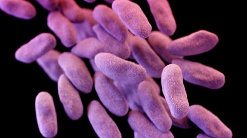 Siêu vi khuẩn kháng thuốc đang là mối đe dọa lớn với loài người.