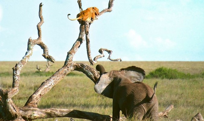 Sư tử cái xâm nhập trái phép vào lãnh thổ bầy voi. Khi bị những con voi phát hiện, sư tử sợ hãi chạy trốn nhưng vẫn bị một con voi hung dữ truy đuổi sát nút.