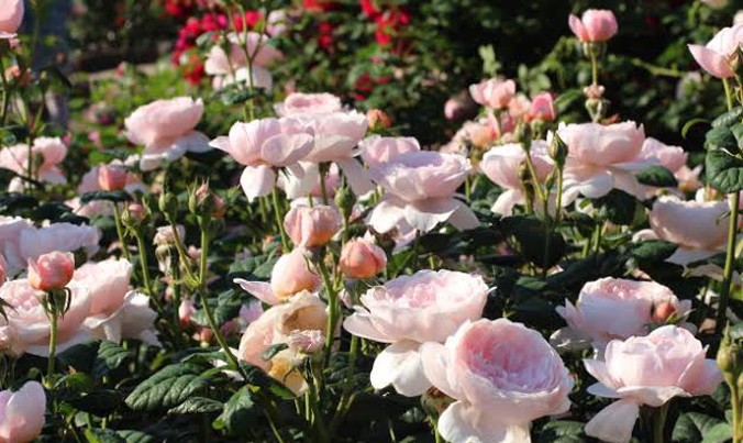 Lạc lối giữa vườn hồng 'cổ tích' ở Nhật