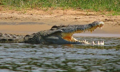 Cá sấu sông Nile ăn thịt người có thể đang sinh sống ở Florida, Mỹ. Ảnh: Wikimedia Commons.