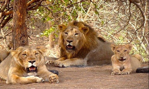 Đàn sư tử châu Á ở Gujaret, Ấn Độ, được cho là thủ phạm giết chết ba người trong vòng ba tháng. Ảnh minh họa: Wikimedia Commons.